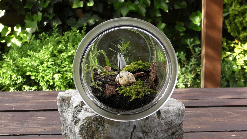 Terrarium miniature