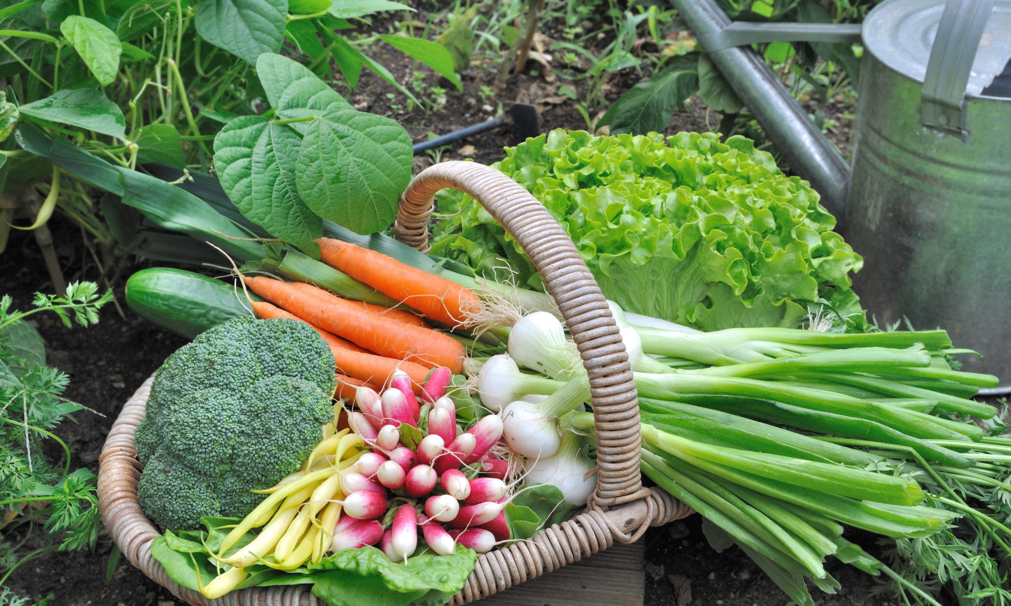 Panier de légumes bio