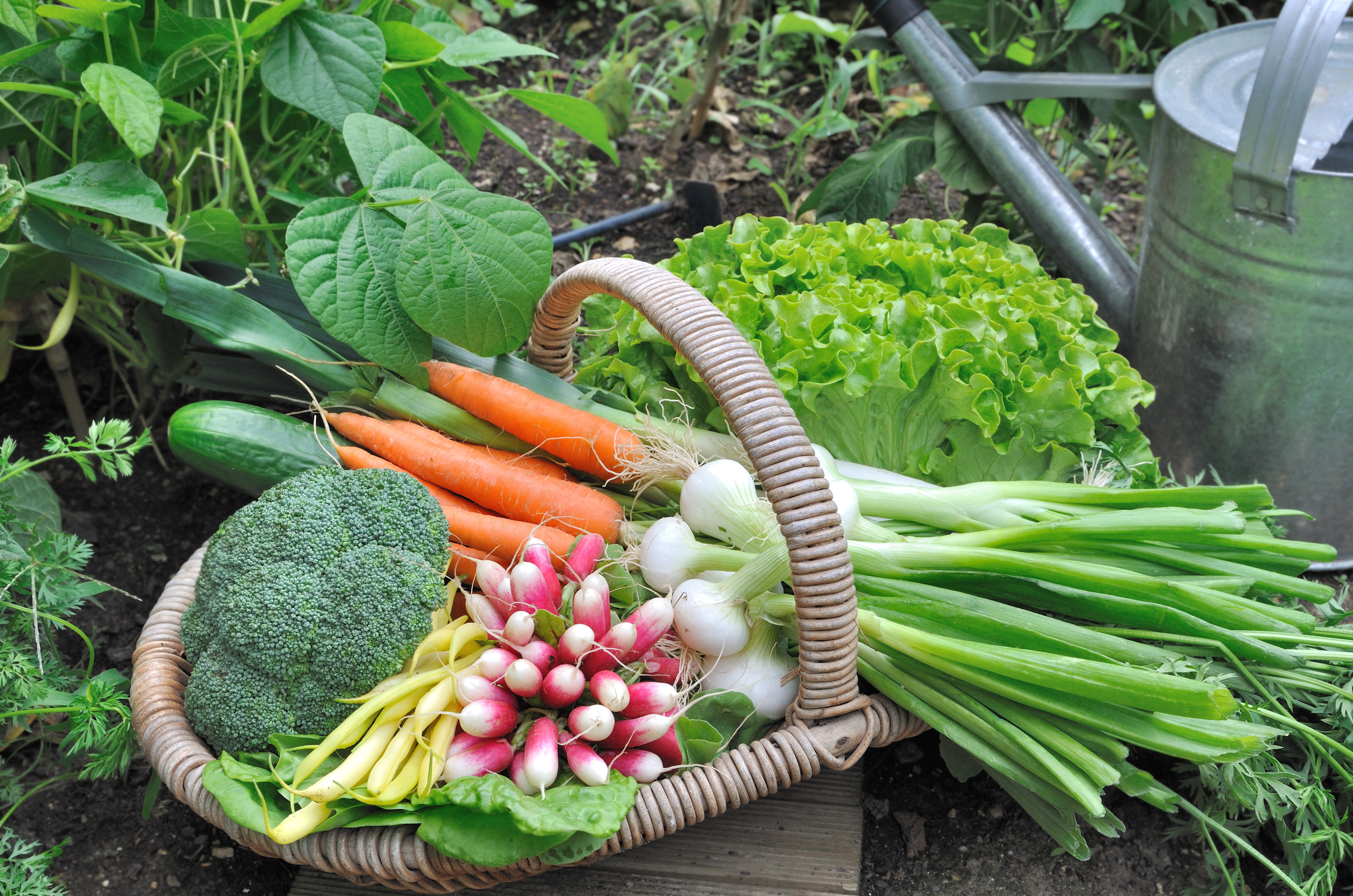 Panier de légumes bio