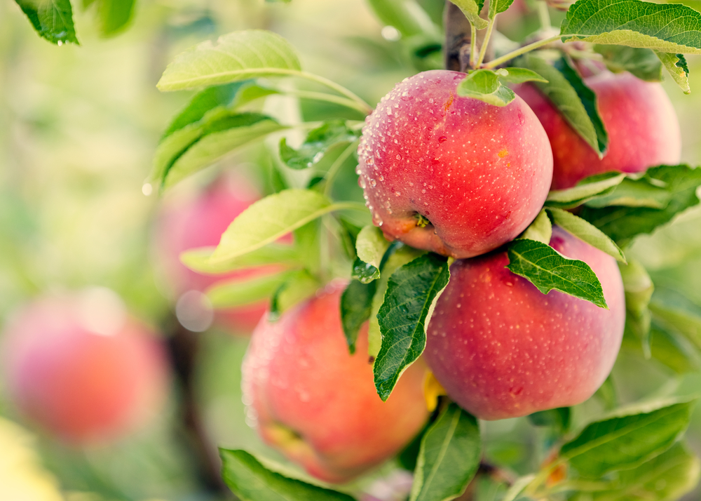 Arbre fruitier