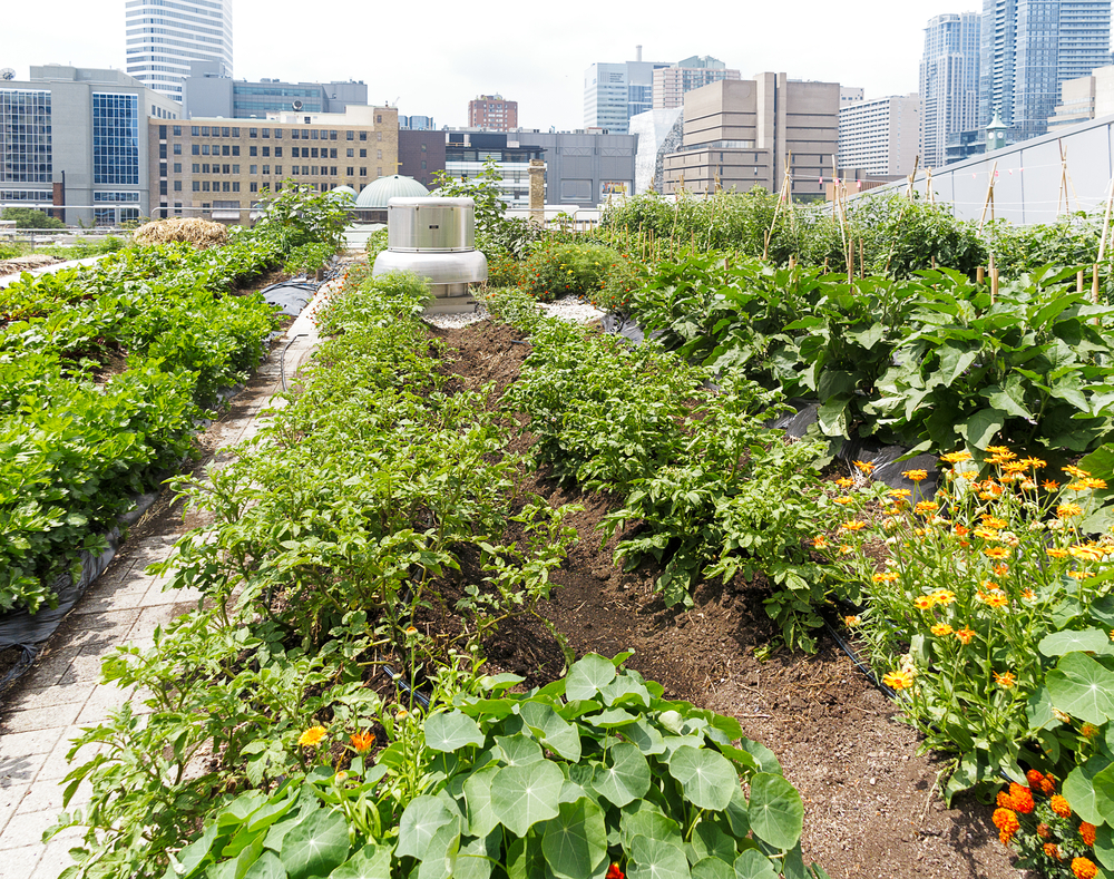 Potager sur le toit d'immeuble