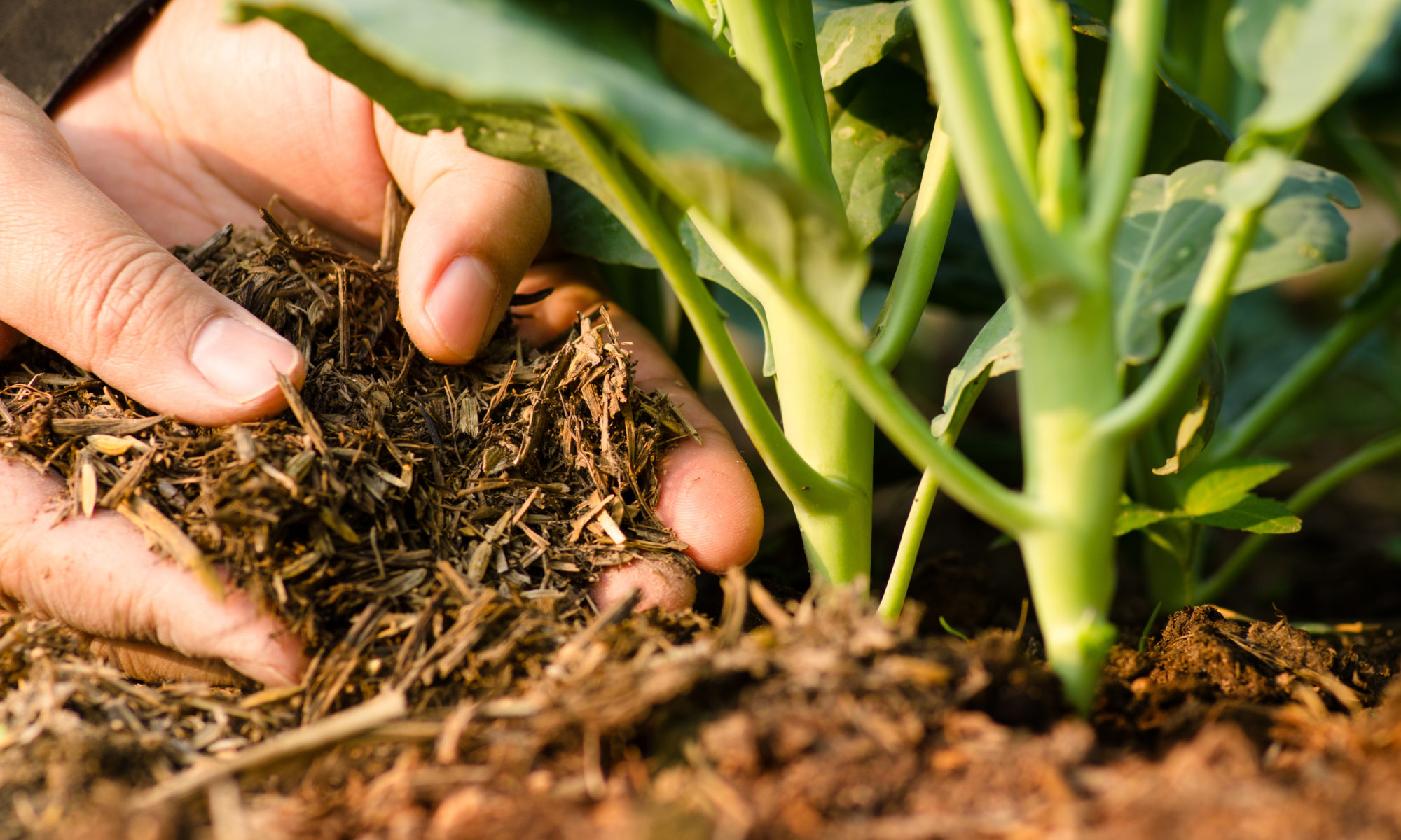 Engrais naturel pour jardin