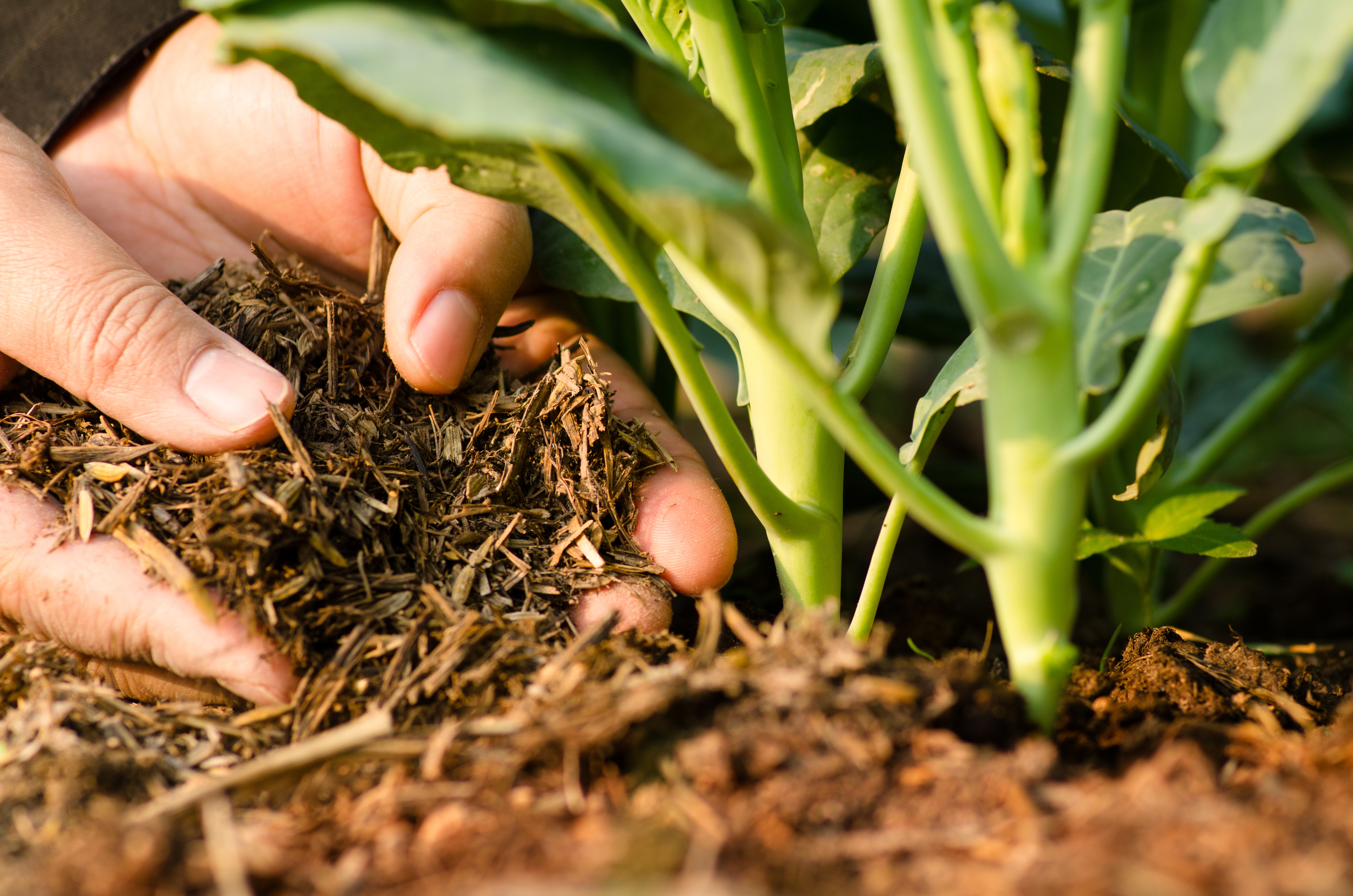 Engrais naturel pour jardin