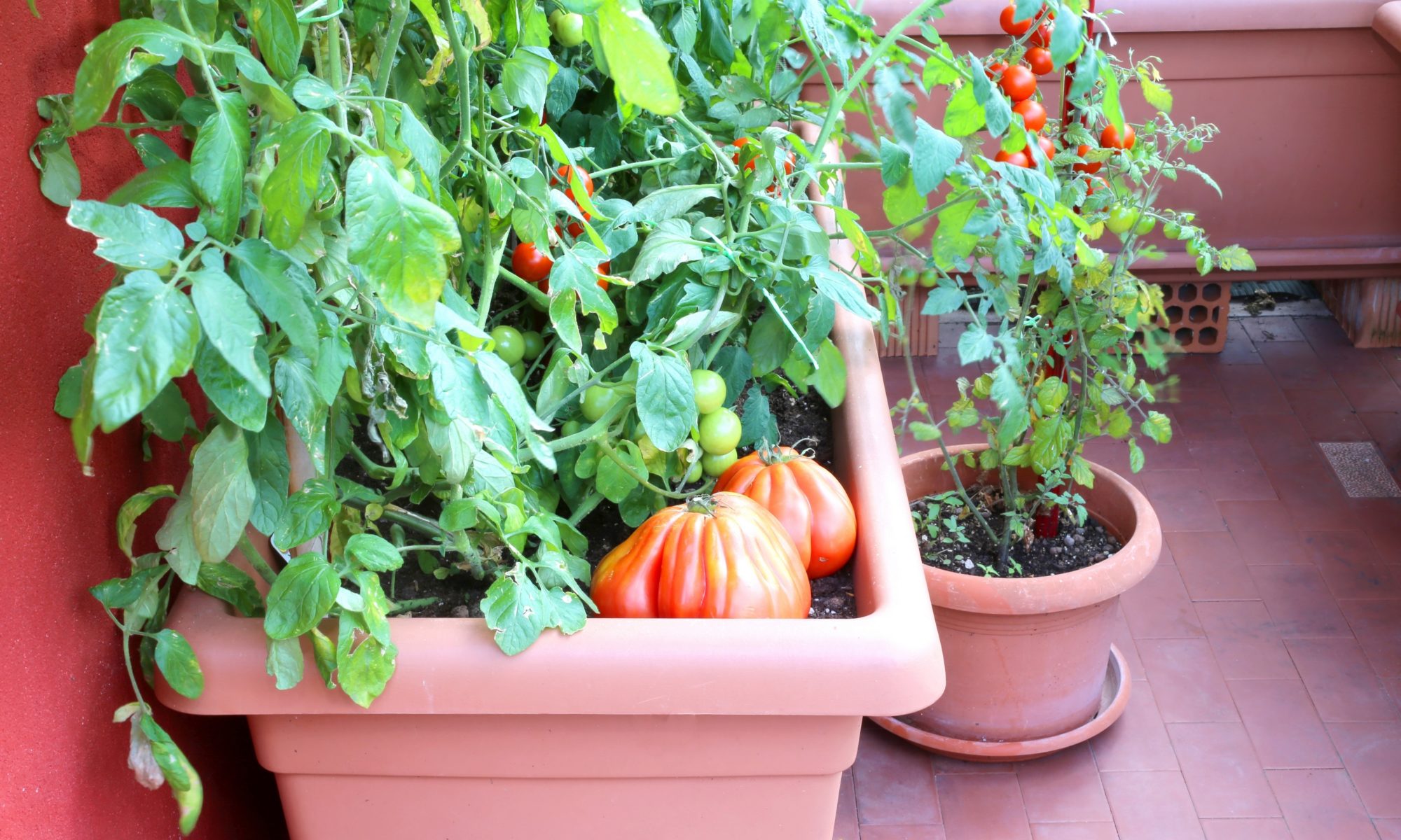 Potager sur balcon
