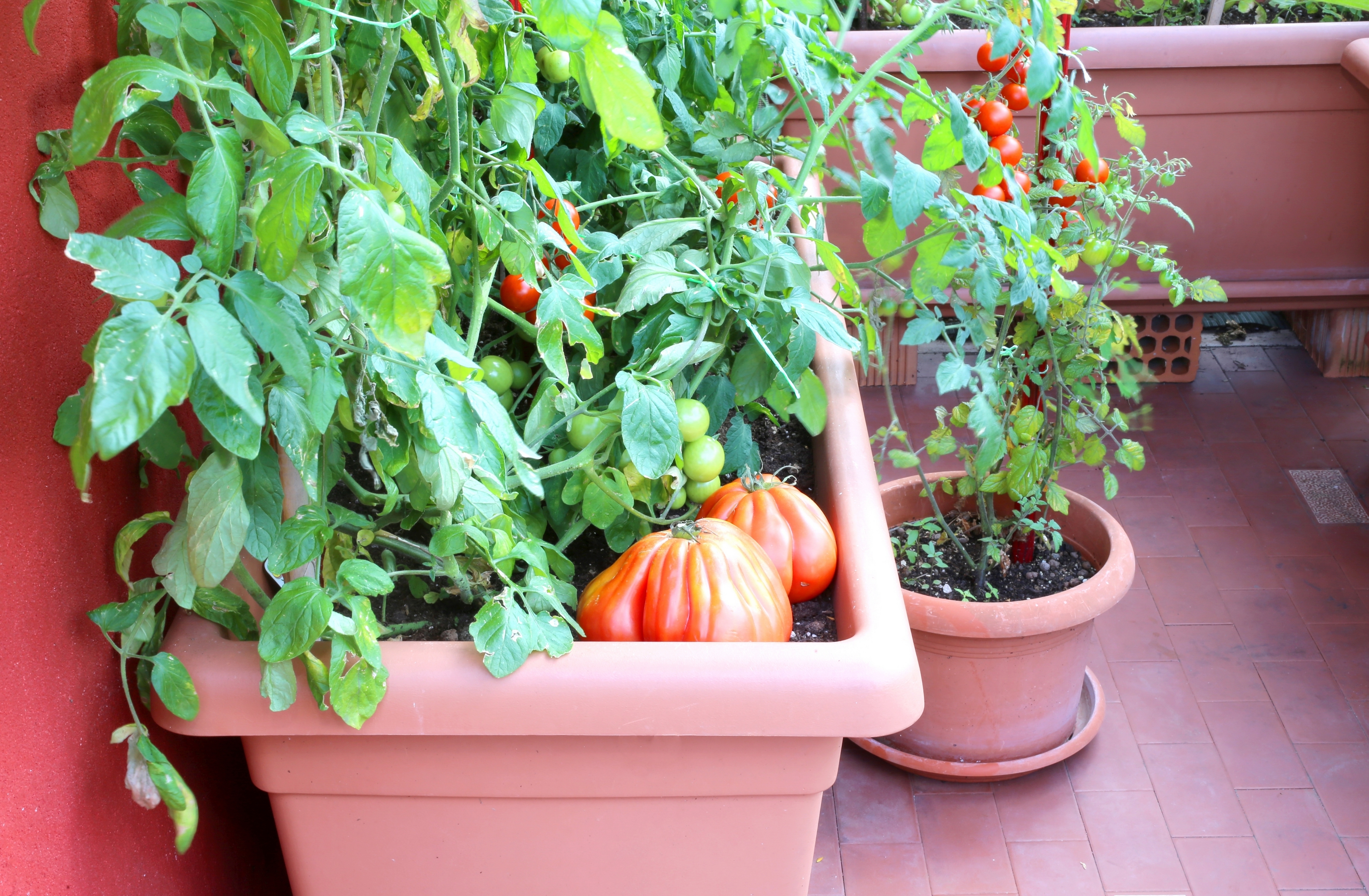 Potager sur balcon