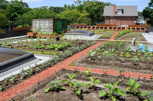 Potager sur un toit d'immeuble