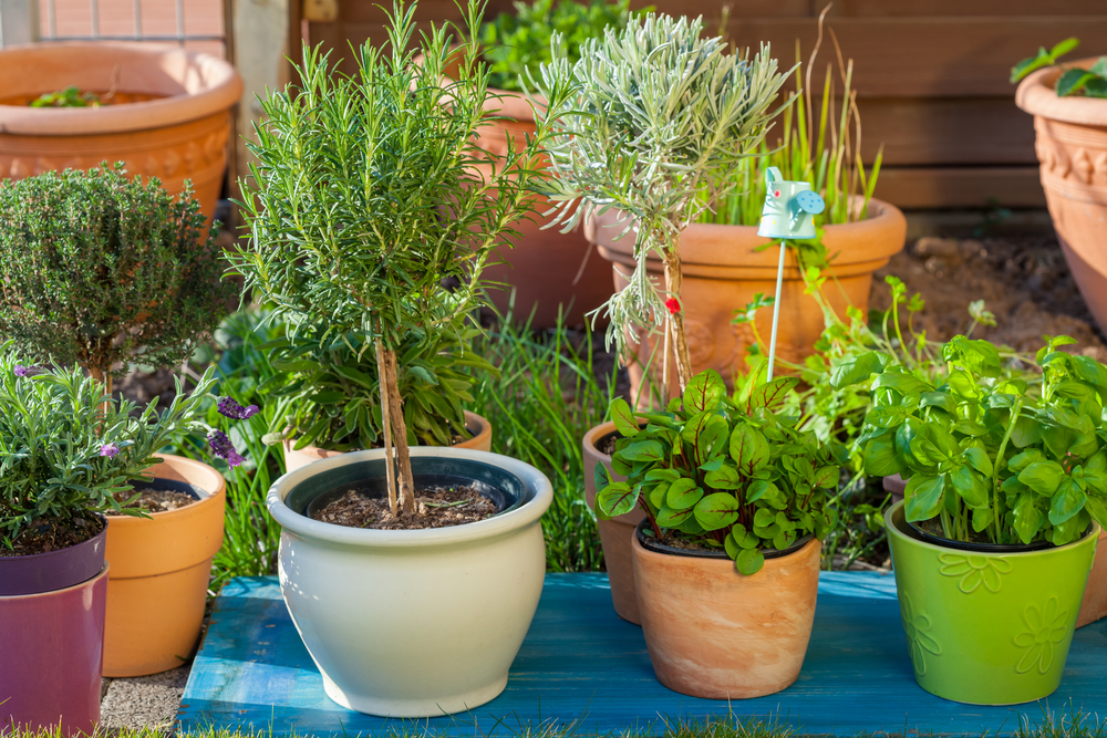Fleurs en pots