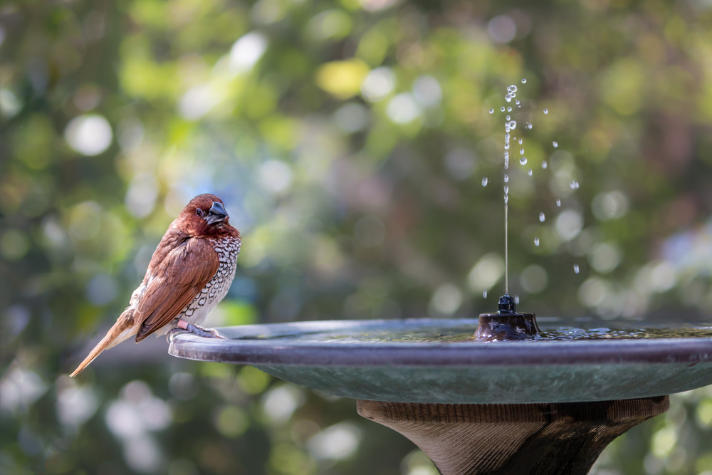 Fontaine de jardin avec un oiseau