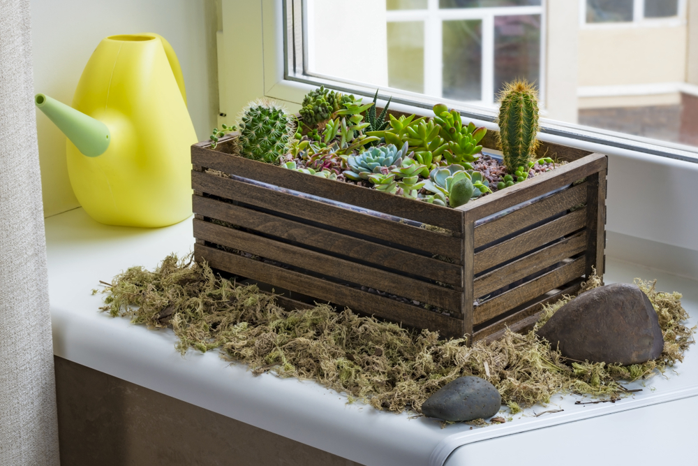 Un jardin miniature intérieur