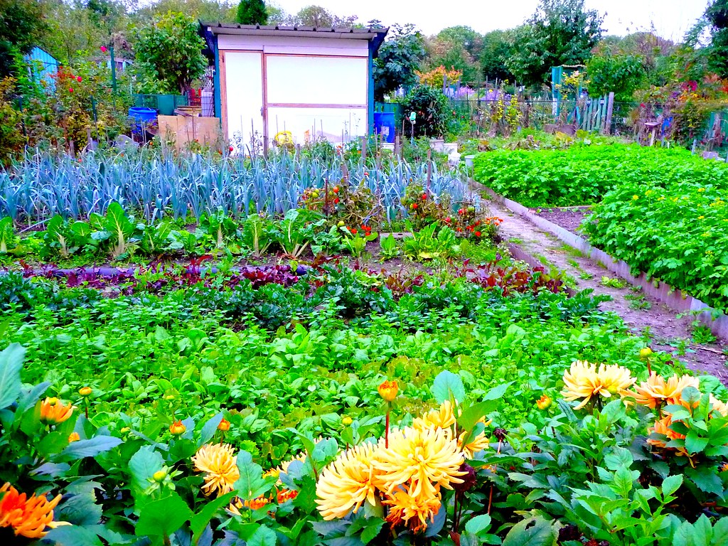 Un jardin partagé en ville