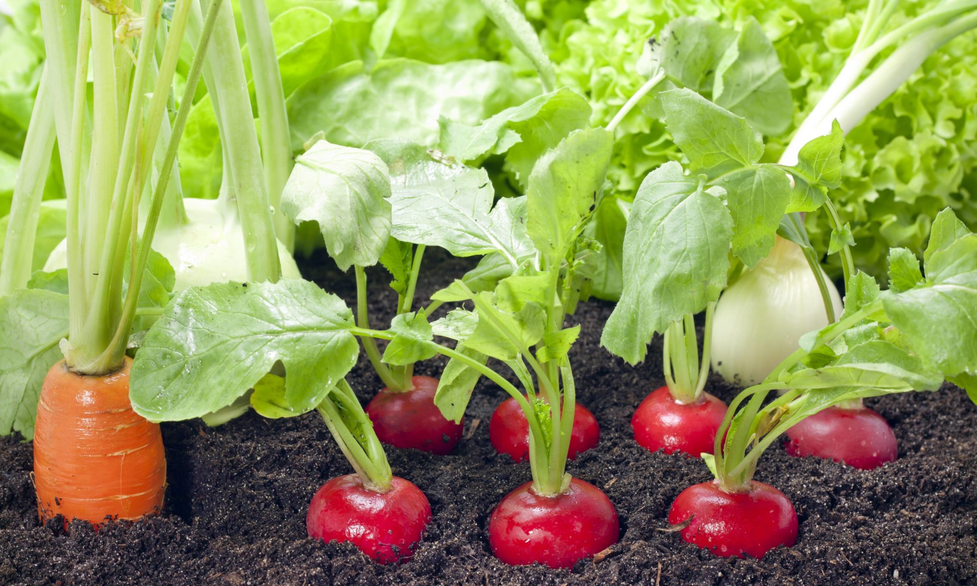 Légumes dans un potager
