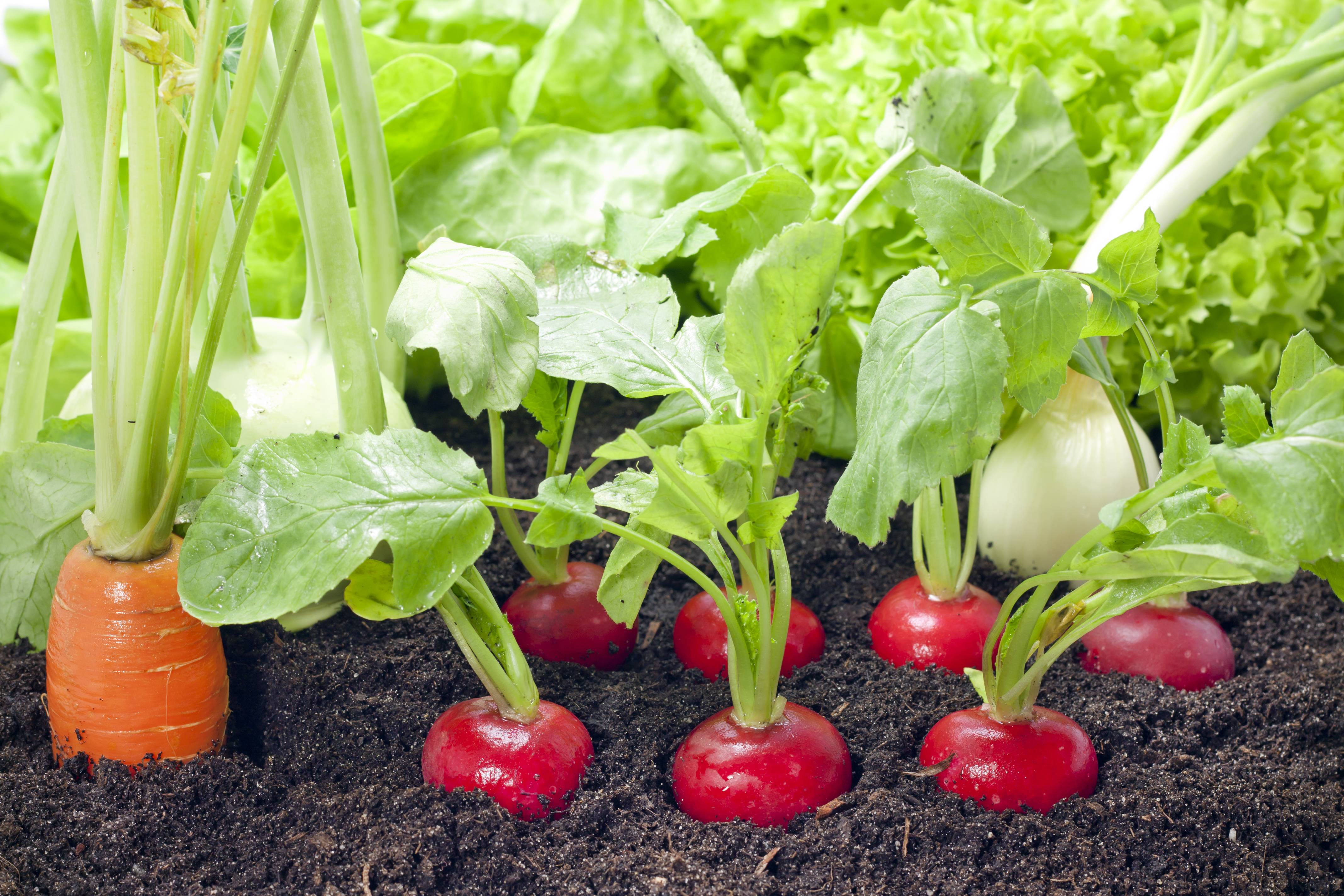 Légumes dans un potager