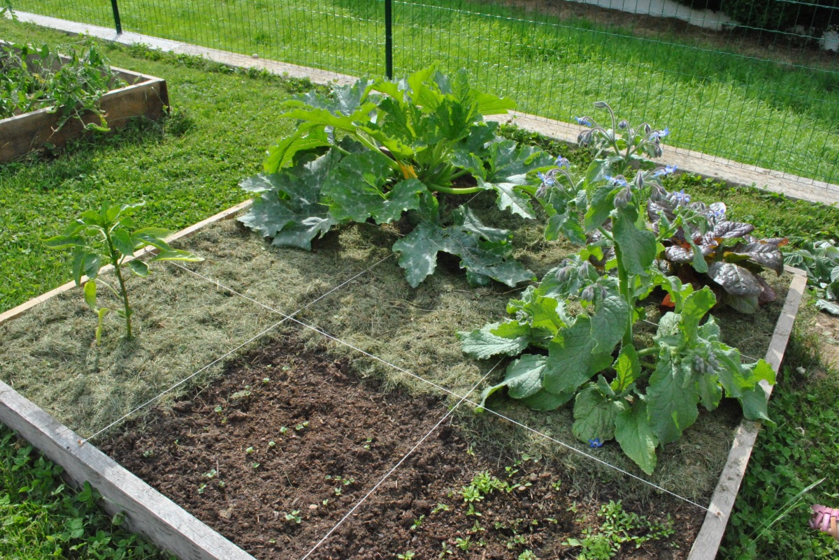 Potager miniature