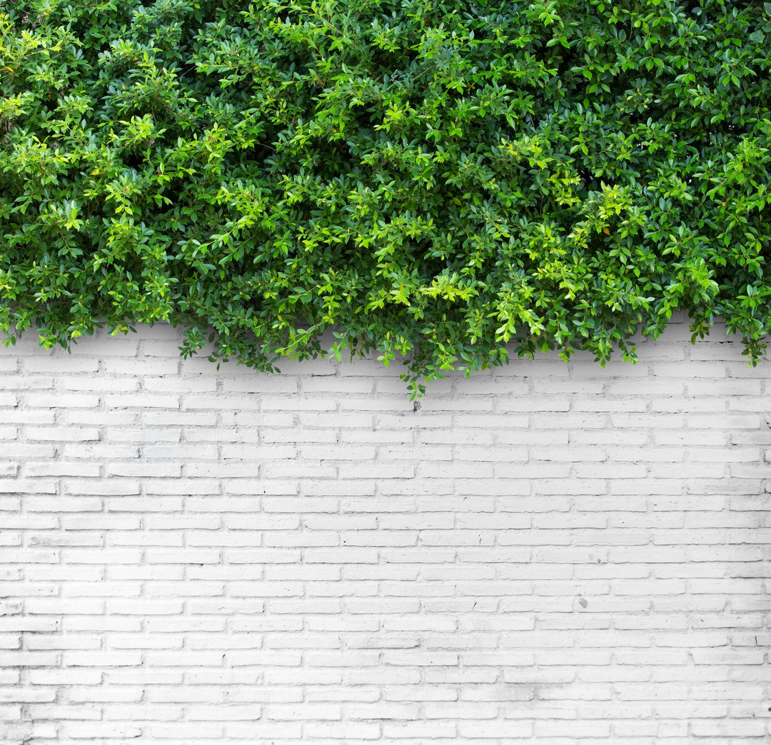Mur végétal extérieur