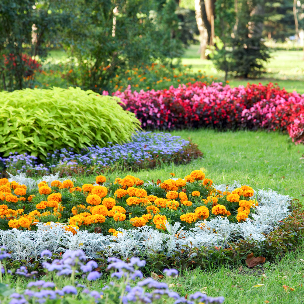 Parterre de fleurs jardin