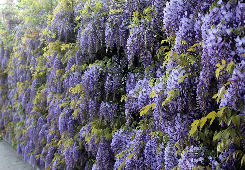 Plantes violettes grimpantes