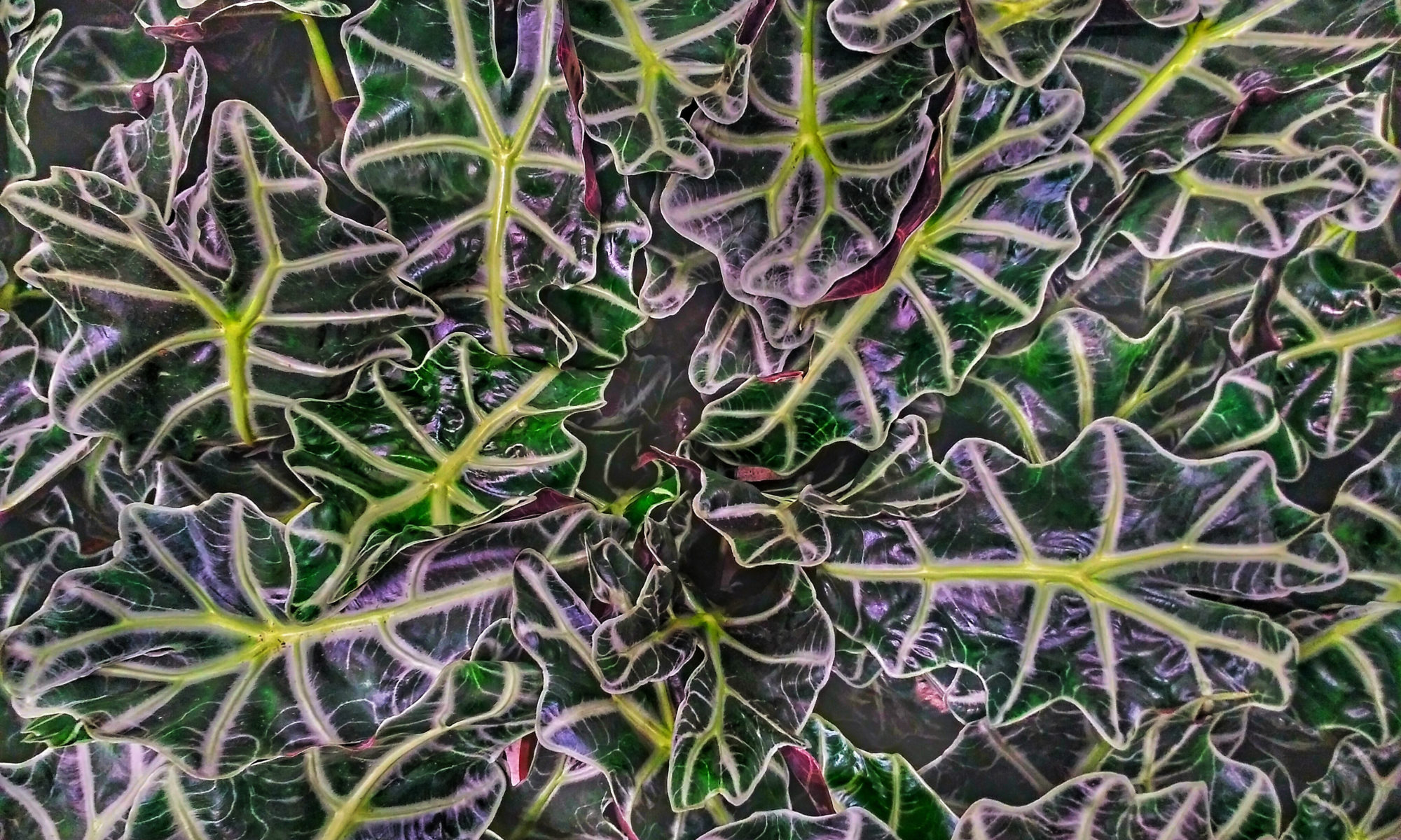 Plantes avec nervures très voyantes