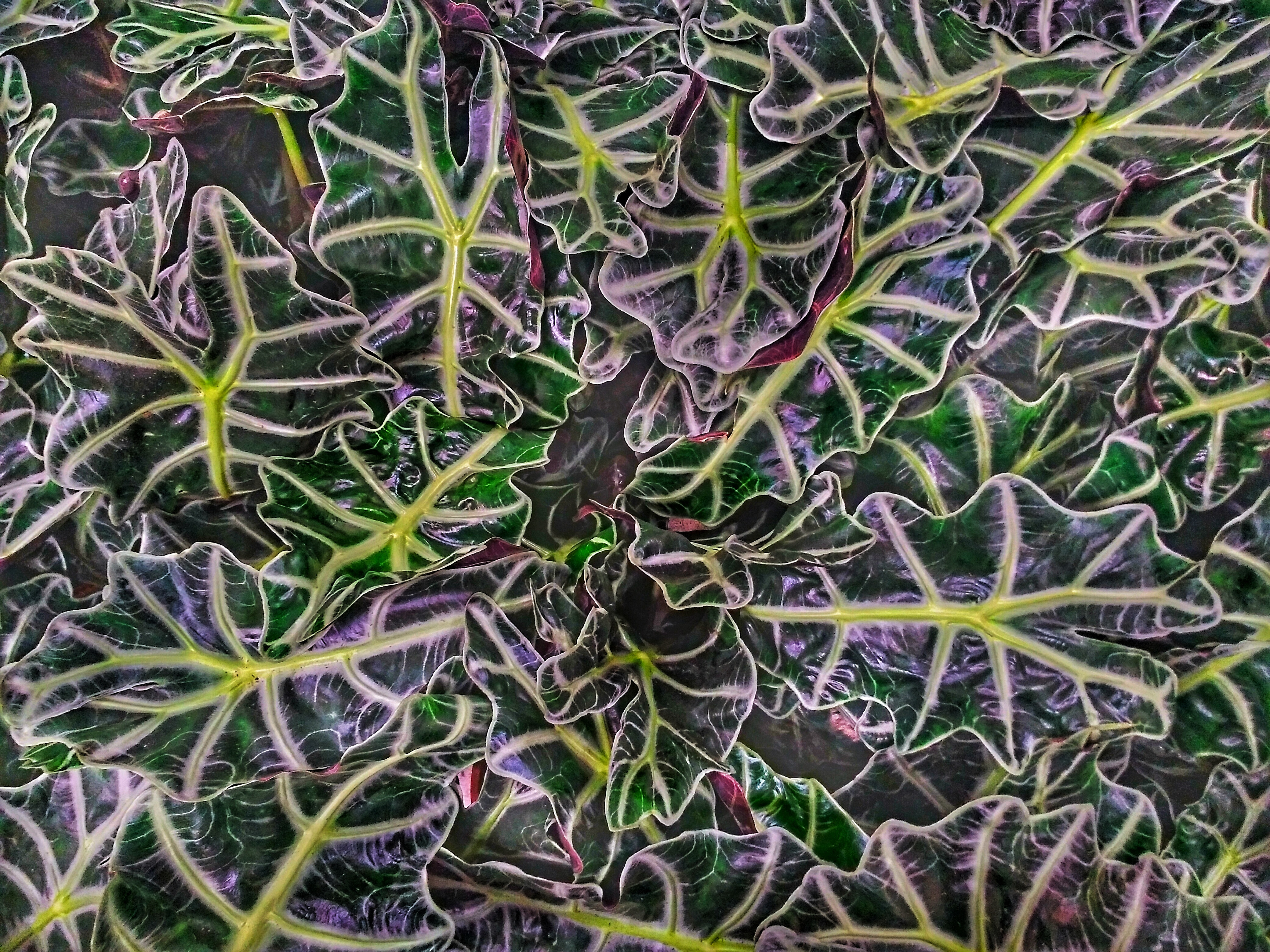 Plantes avec nervures très voyantes