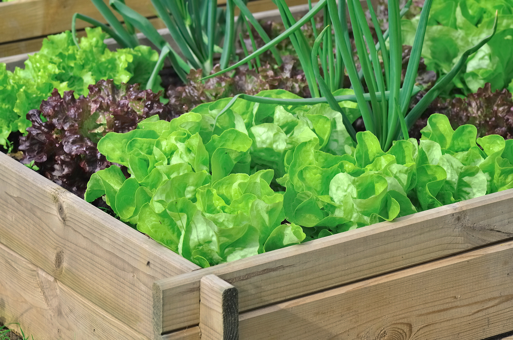 Potager en carré