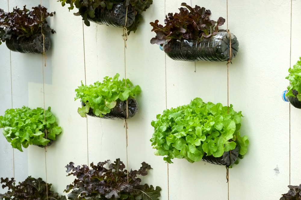 Un potager en vertical