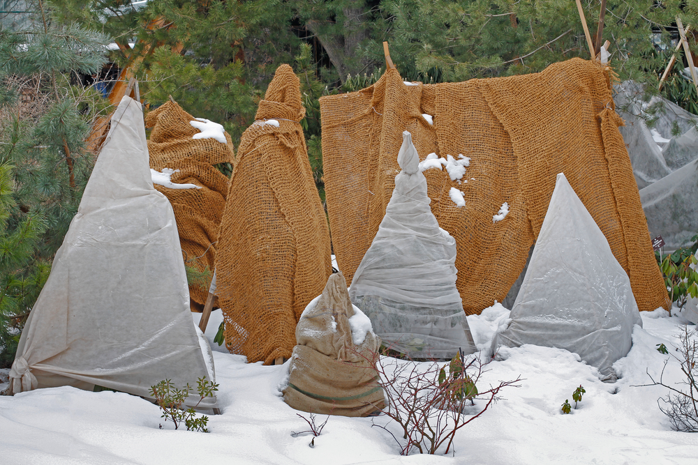 Protection hivernale des plantes extérieures