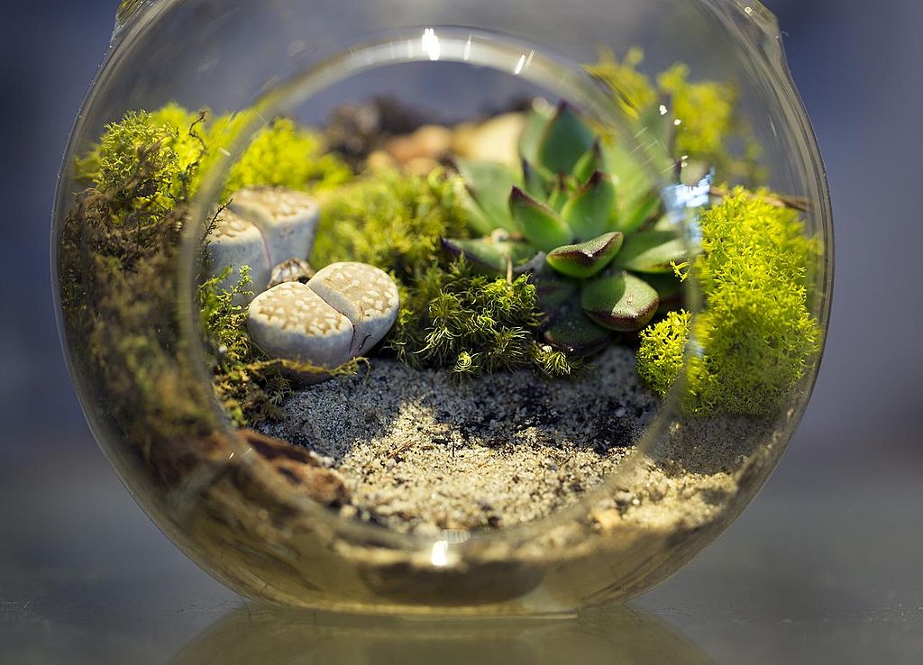 Petit terrarium