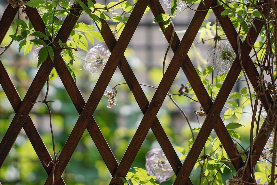 L'installation de plantes grimpantes