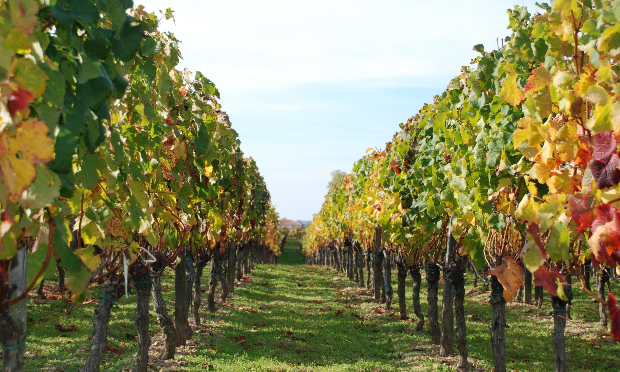 Rangées de vignes