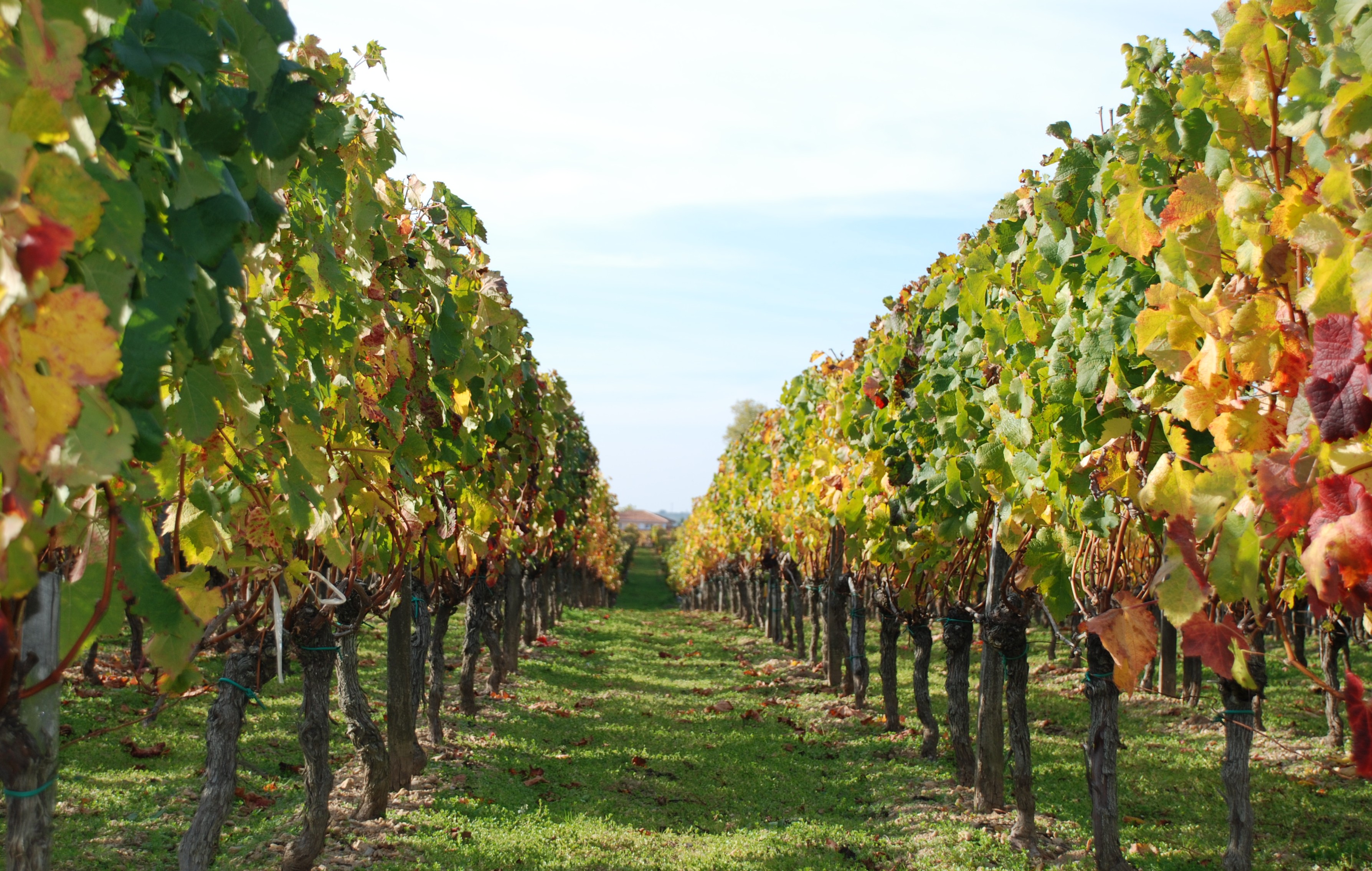 Rangées de vignes