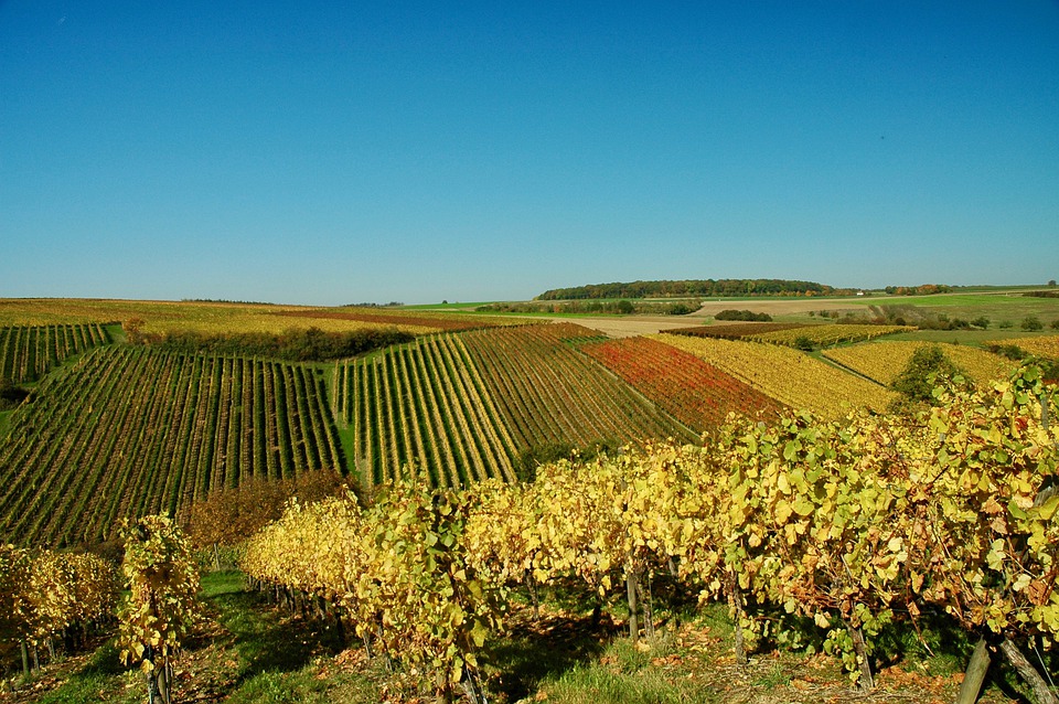Collines avec vignes