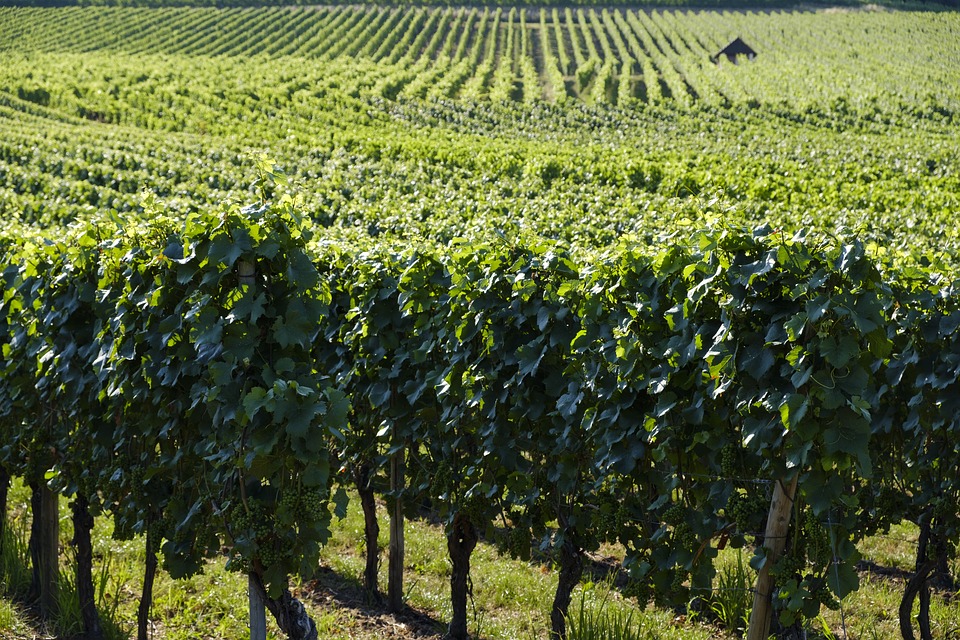 Vue sur des vignes